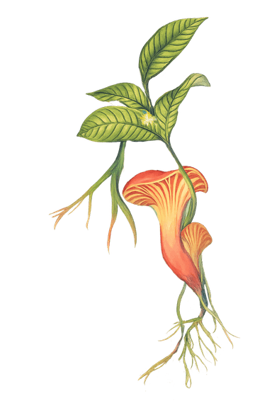 Planta con raíces representando los vínculos naturales